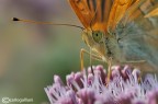 Argynis paphia Argynis paphia