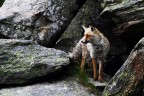 The fox The fox