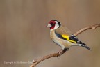 Cardellino (Carduelis carduelis) maschio
Canon 1 D Mk IV - Canon 400mm - f/9 - 1/800s - iso 400 - tripoide - flash - capanno mimetico - pp ACR di Cs6

[url=http://img838.imageshack.us/img838/121/3fwa.jpg]Clicca qui per la versione ad alta risoluzione![/url]