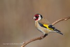 Cardellino (Carduelis carduelis) Cardellino (Carduelis carduelis)