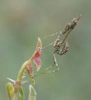 Piccola Empusa... Piccola Empusa...
