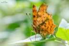 Polygonia c-album Polygonia c-album