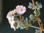 Macro con S5000 in modalit automatica