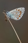 Polyommatus bellargus Polyommatus bellargus