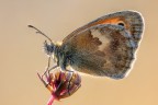 Coenonympha pamphilus  in controluce