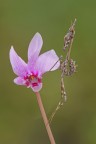 L'empusa e il ciclamino L'empusa e il ciclamino