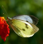 *** Cavolaia al McDrive *** *** Cavolaia al McDrive ***