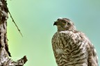 Sparviero - sparrowhawk