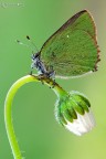 Callophrys rubi Callophrys rubi