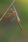 Orthetrum coerulescens Orthetrum coerulescens