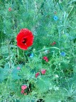 Fiori nel verde.