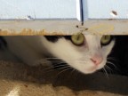 il gattino alla finestra il gattino alla finestra