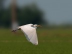 Airone Bianco Maggiore # 3