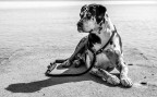 Salve, questi sono alcuni scatti ormai un p datati realizzati con una D60 Nikon,  pensati e scattati per la realizzazione di un Bianco e nero...    vorrei utilizzarli per un piccolo contest che si terr nella mia zona,  sarei felice al di l di commenti tecnici sulla realizzazione che ovviamente  migliorabile,   conoscere invece Quale delle DUE foto ritenete la migliore.
Foto Athena1 ; Athena2