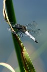 libellula libellula