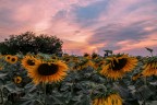 sunflowers sunset sunflowers sunset