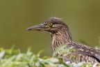 Nitticora (Nycticorax nycticorax), nello stadio giovanile