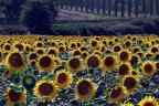 Girasoli dalla Toscana Girasoli dalla Toscana