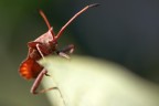 Cimice Coreus marginatus, famiglia delle Coreide Cimice Coreus marginatus, famiglia delle Coreide