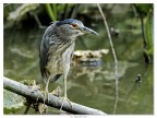 Nycticorax Nycticorax