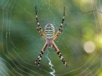 Argiope bruennichi Scopoli, 1772 Argiope bruennichi Scopoli, 1772