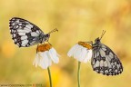 Melanargia galathea (Linnaeus, 1758) (Lepidoptera - Satyridae)

www.rossidaniele.com

Canon EOS 7D + Sigma 180mm f/3.5 EX DG HSM Macro
f13 - 1/25 - ISO 100
30.06.2013 ore 7.10
Suggerimenti e critiche sempre ben accetti
[url=http://www.rossidaniele.com/HR/_MG_3456copia-mdc-1500.jpg]Versione HR[/url]