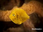 Baby filefish Baby filefish