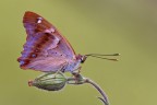 Apatura ilia Apatura ilia