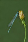 Coenagrion Puella... Coenagrion Puella...