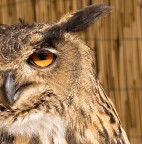 L'occhio rivelatore L'occhio rivelatore