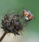 Mosca in bolle... Mosca in bolle...