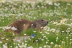 Marmotta # 2