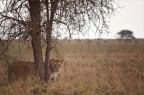 Tanzania II