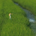 Airone Guardabuoi # 2 Airone Guardabuoi # 2