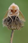 falena falena