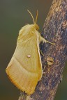 Lasiocampa (Lasiocampa) quercus (Linnaeus, 1758) Lasiocampa (Lasiocampa) quercus (Linnaeus, 1758)