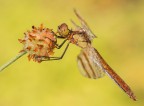 Sympetrum pedemontanum Sympetrum pedemontanum