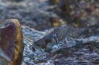 Merlo acquaiolo (Cinclus cinclu), c & c sono graditi.
Canon 1D Mark IV,  Canon 600mm, f/7.1, 1/250, iso 320, -0.33Ev, tripoide,  capanno di foglie e reti mimetiche, 
[url=http://img46.imageshack.us/img46/8595/740a.jpg]Clicca qui per la versione ad alta risoluzione![/url]