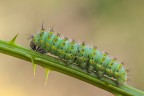 Bruci di Saturnia pavoniella