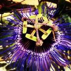 Passiflora Cerulea Passiflora Cerulea