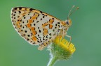 didyma didyma