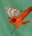 Melitaea didyma... Melitaea didyma...