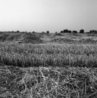 Campo di grano Campo di grano
