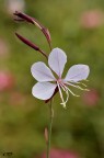 Gaura (Onagraceae Onagreae) Gaura (Onagraceae Onagreae)
