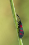Zygaena filipendulae Zygaena filipendulae