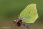 Cedronella-(Gonepteryx-rhamni) Cedronella-(Gonepteryx-rhamni)