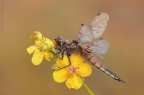 Uno scatto di qualche uscita fa....

il soggetto  una femmina non giovanissima di  Libellula quadrimaculata :)

Nikon d7000,sigma 150 os macro, cavalletto, plamp, scatto remoto, mup, F/13, 1/25, iso 100

Luce e sfondo naturale