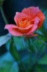 Inno all'amore Inno all'amore