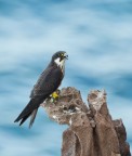 Falco eleonorae Falco eleonorae