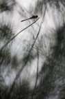 Nel grigio Nel grigio